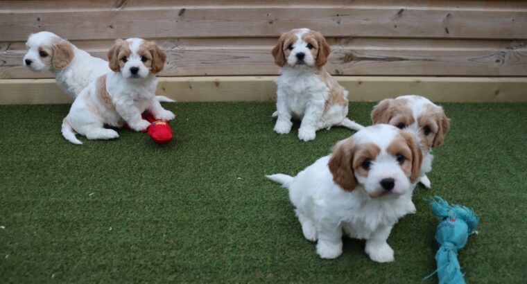 Beautiful cavachon puppies They have been raised