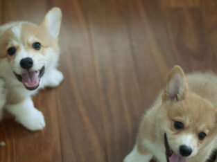 Our lovely corgis Puppies