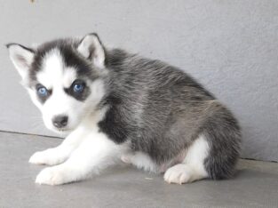 Blue Eyes Beautiful Pure Siberian Husky Puppies
