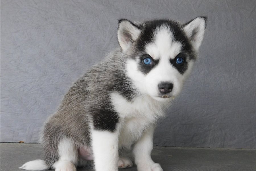 Blue Eyes Beautiful Pure Siberian Husky Puppies