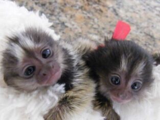 marmoset monkeys.