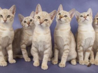 Amazing Australian Mist kittens available. They a