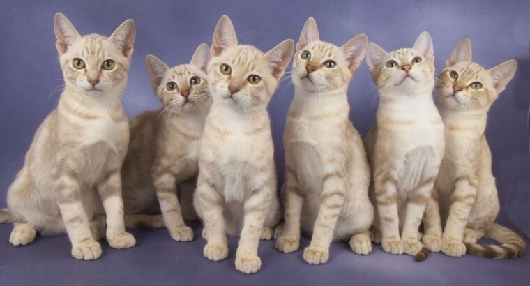 Amazing Australian Mist kittens available. They a