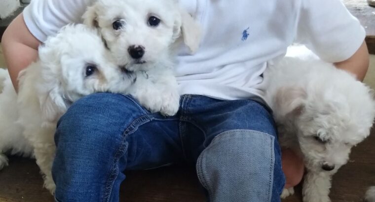 Beautifu Bichon frise pups, This lovely pups are