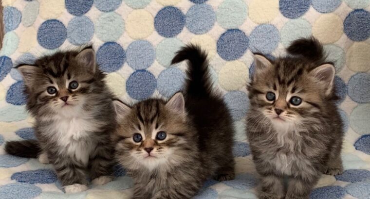 Siberian Kittens for new year