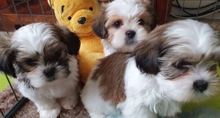 Stunning Shih Tzu puppies available. They are rea