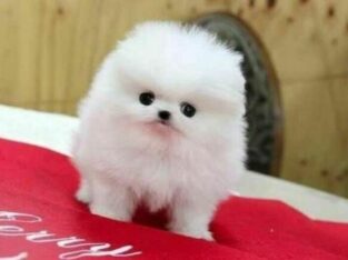 One male and one female White pomeranian puppies f