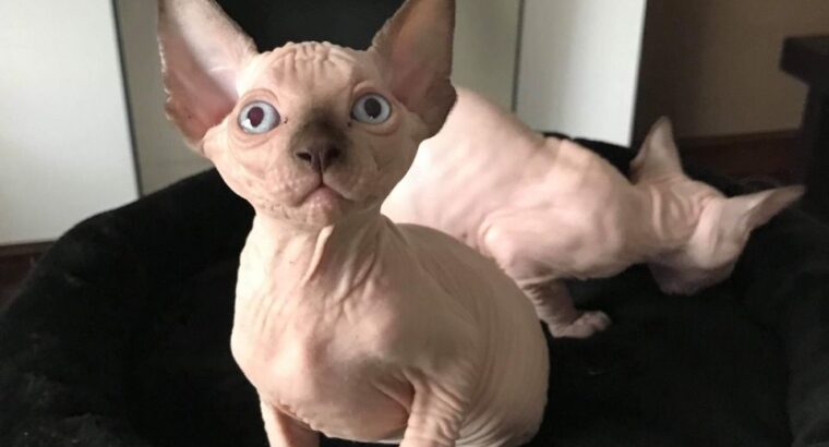 Beautiful Male and Female Sphynx kittens,