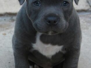 Pure Elegant Blue Staffordshire Bull Terrier Pups