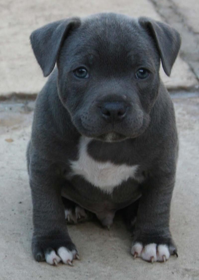 Pure Elegant Blue Staffordshire Bull Terrier Pups