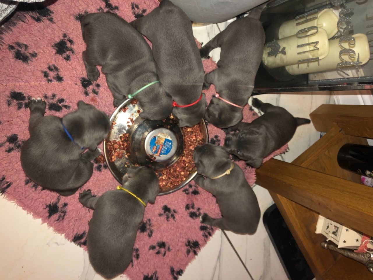 Gorgeous Stunning Litter Of Blue Staff’s Available
