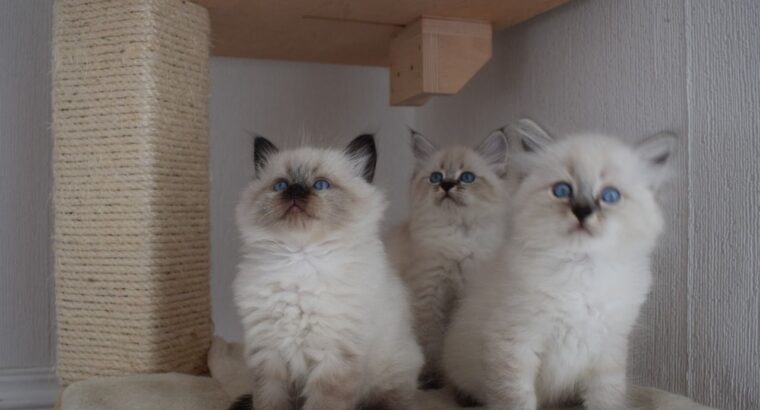 Siberian Kittens for sale