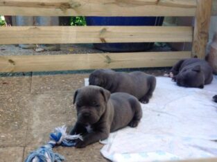 Lovely Blue Staffordshire Bull Terrier Puppies.