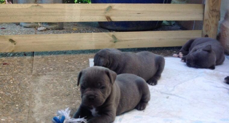 Lovely Blue Staffordshire Bull Terrier Puppies.