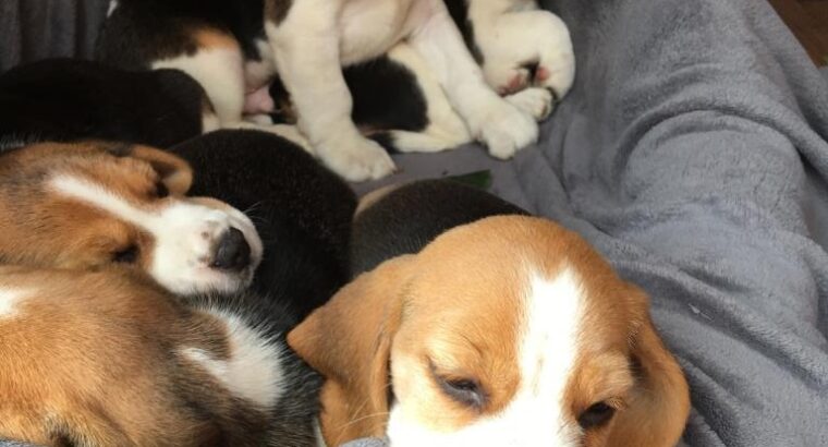 Beautiful Beagle Puppies +447440524997