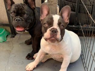 Male and female French bulldog Puppies for adoptio