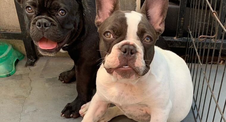 Male and female French bulldog Puppies for adoptio