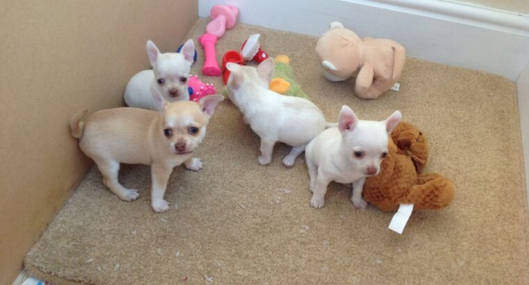 Healthy Chihuahua Puppies for sale