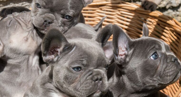 ow-quality French Puppies .. +447440524997