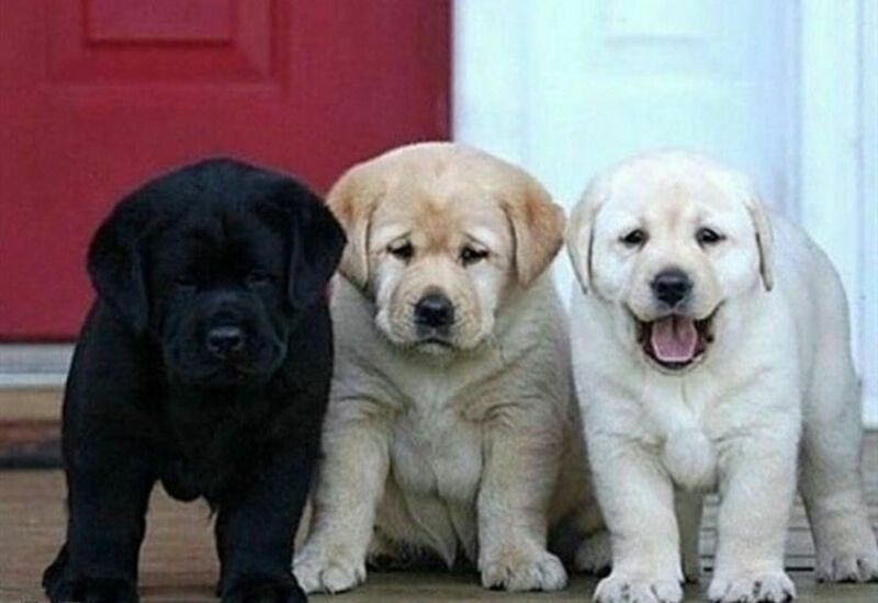Stunning Registered Labrador Puppies