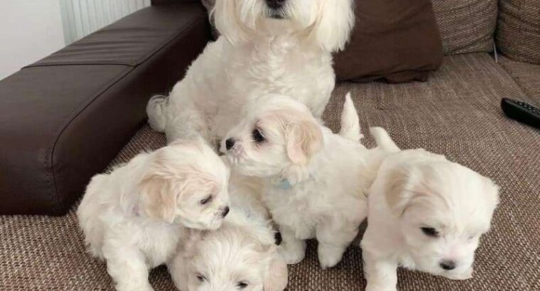 Maltese Puppies . +447440524997