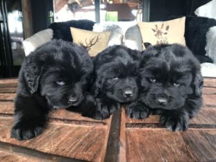 Newfoundland puppies ready to be loved by you! +44