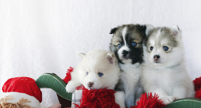 Pomsky puppies available new home +447440524997