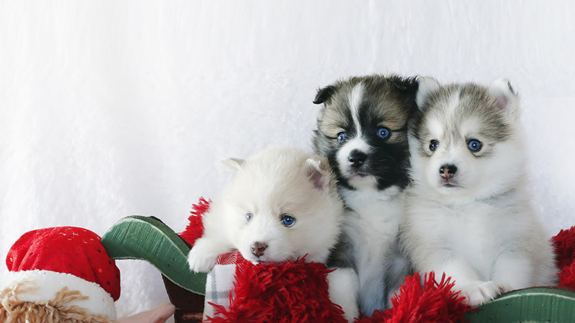 Affectionate Pomsky puppies available for new home