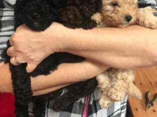 Potty Trained Male and female Toy Poodle Puppies