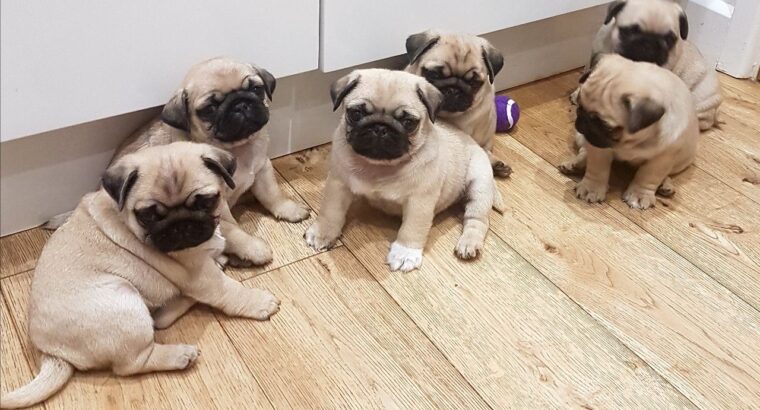 Registered Pug Puppies Available
