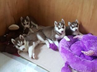 Gorgeous Siberian Husky Puppies . +447440524997