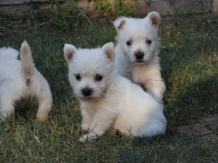 Excellent West Highland Terrier Puppies +447440524