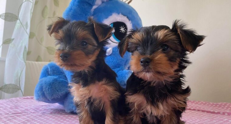 Tiny Yorkshire Terrier Puppies For sale