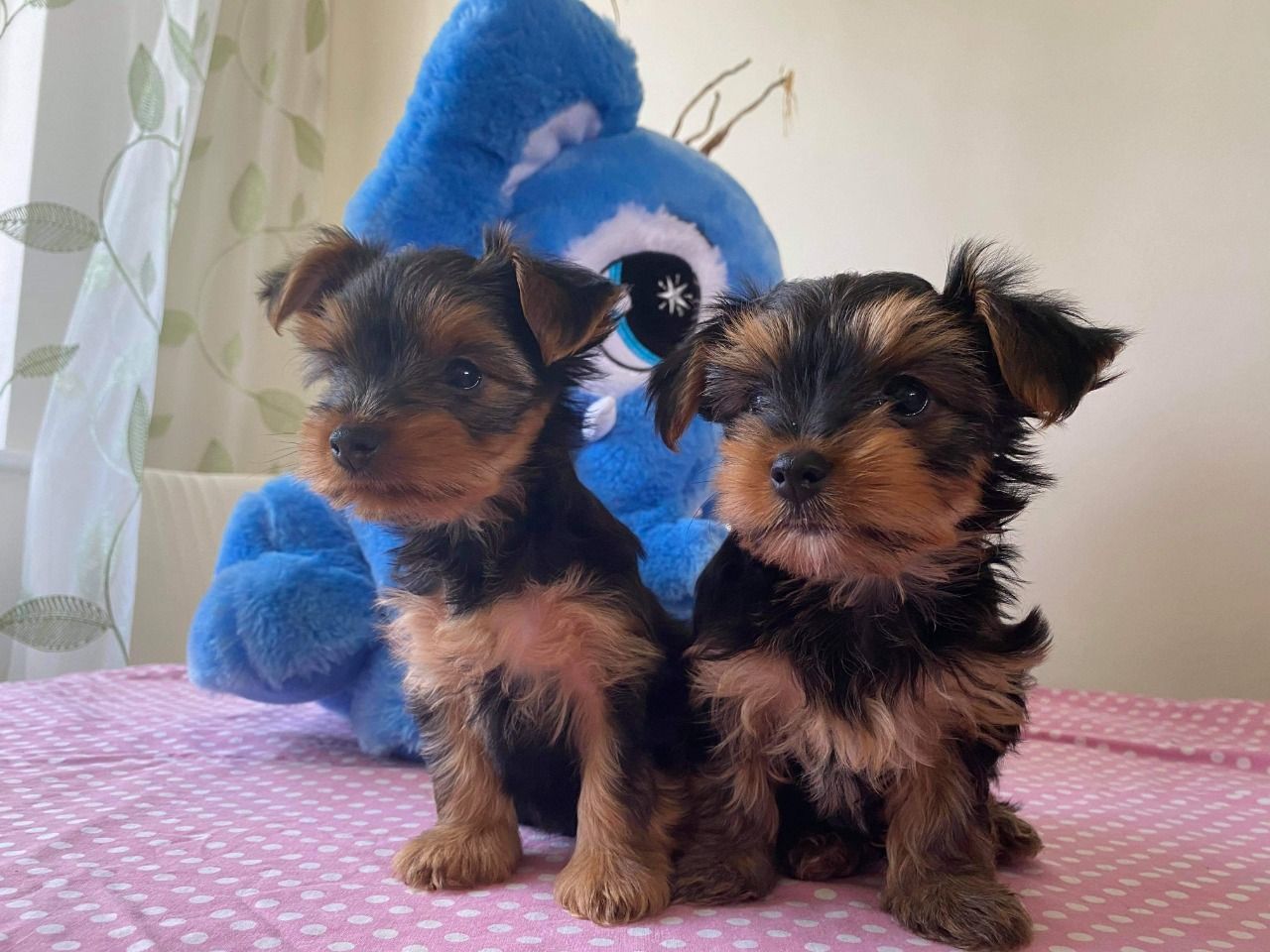 Tiny Yorkshire Terrier Puppies For sale