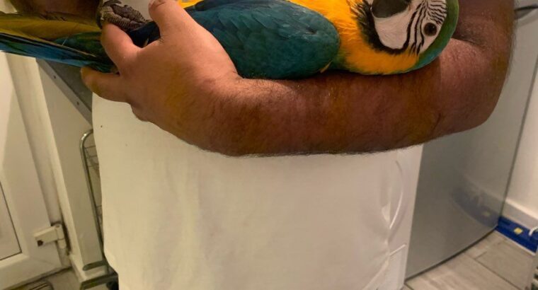 Hand-fed Baby Blue and Gold Macaws