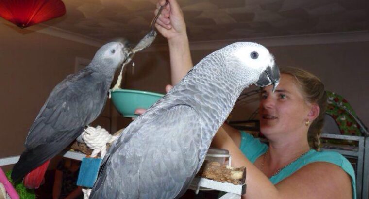 Adorable African Grey Parrots for Sale