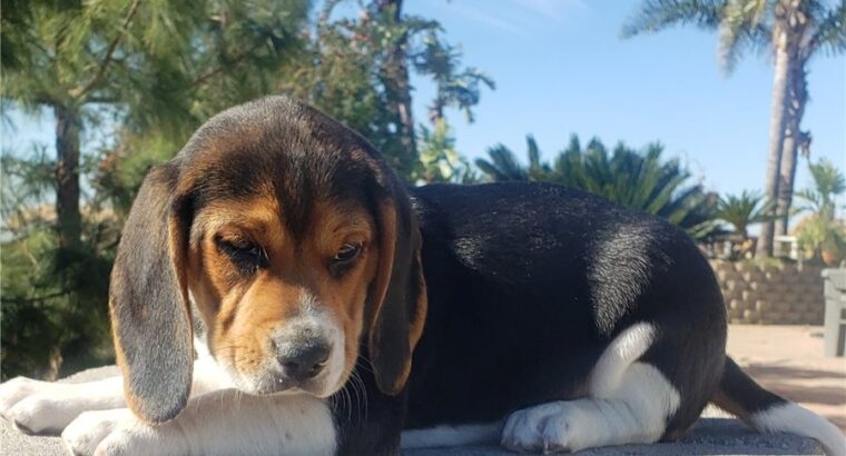 Adorable Beagle Puppies For Sale