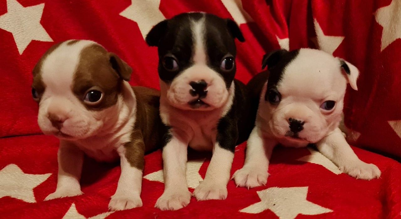 Very healthy and cute Boston Terrier puppies. +447