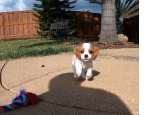 Cavalier King Charles Spaniel Pups for Sale