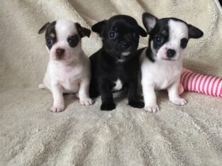 Chihuahua Puppies +447440524997