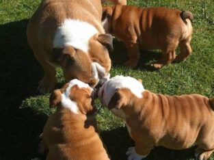 Quality English bulldog puppies +447440524997 The