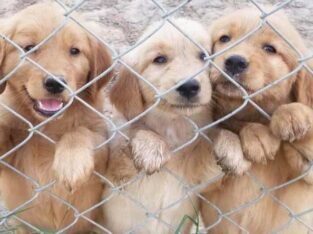 Gorgeous Golden Retriever puppies +447440524997