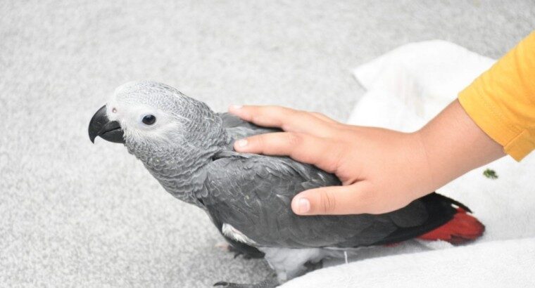 PERFECT. AFRICAN GREY PARROTS FOR SALE