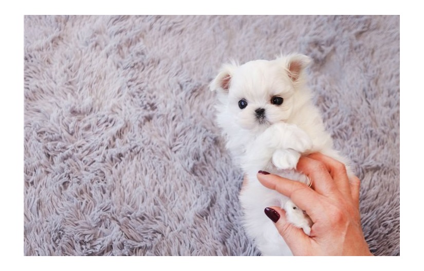 Adorable outstanding Maltese puppies For sale