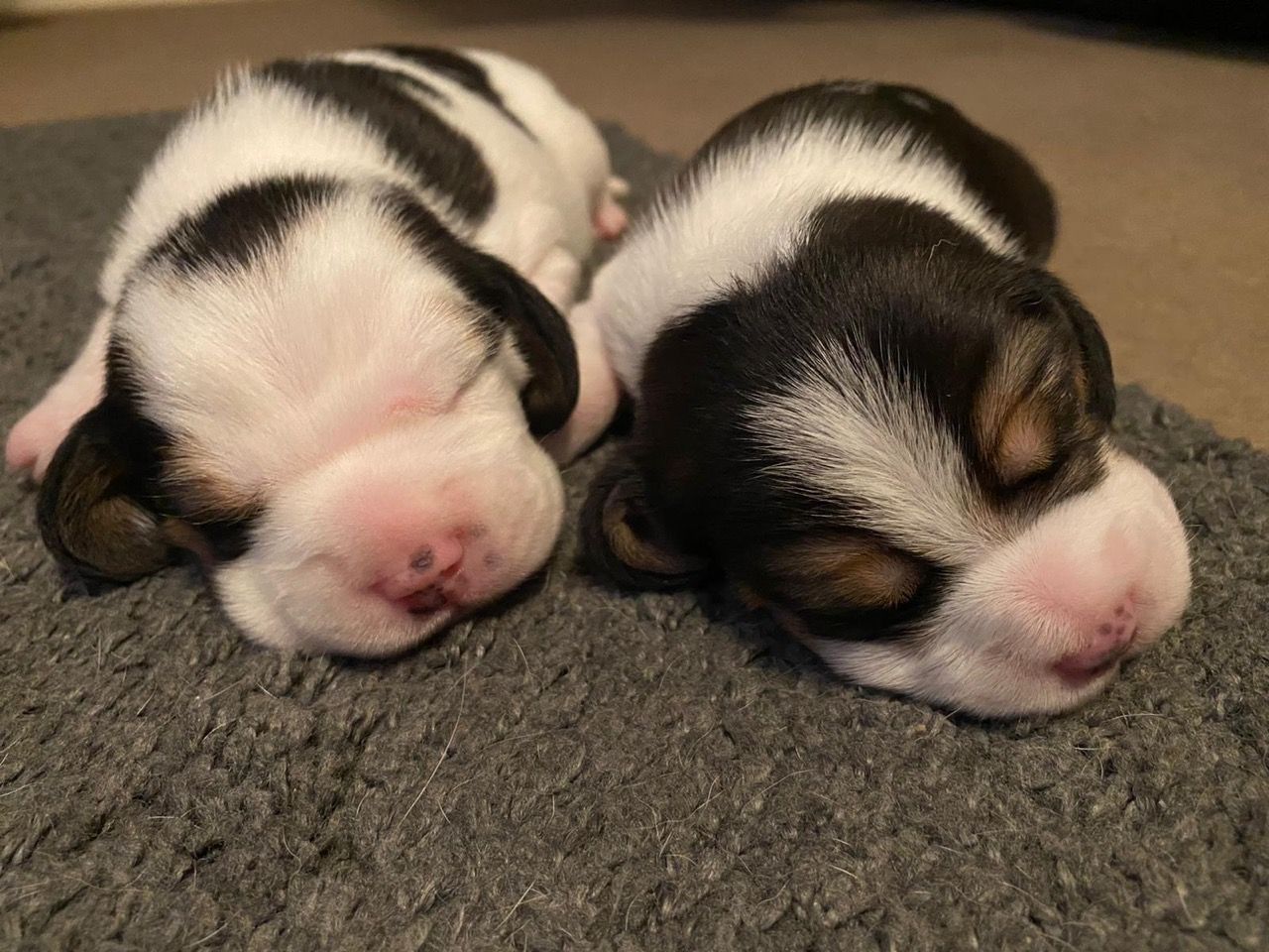 Amazing Traditional Beagle Puppies For Sale