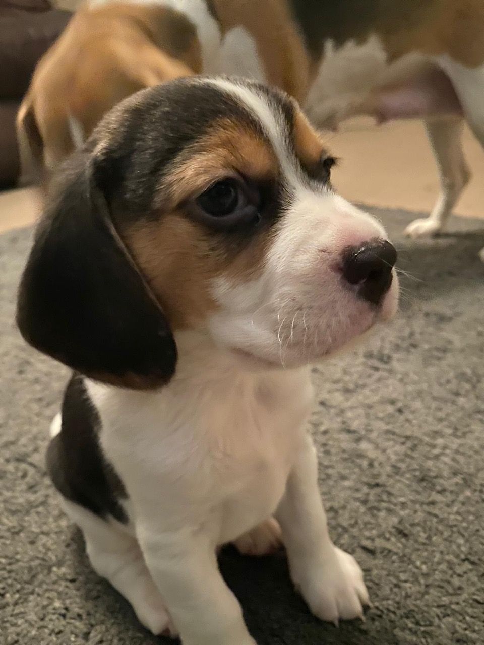 Amazing Traditional Beagle Puppies For Sale Classifieds