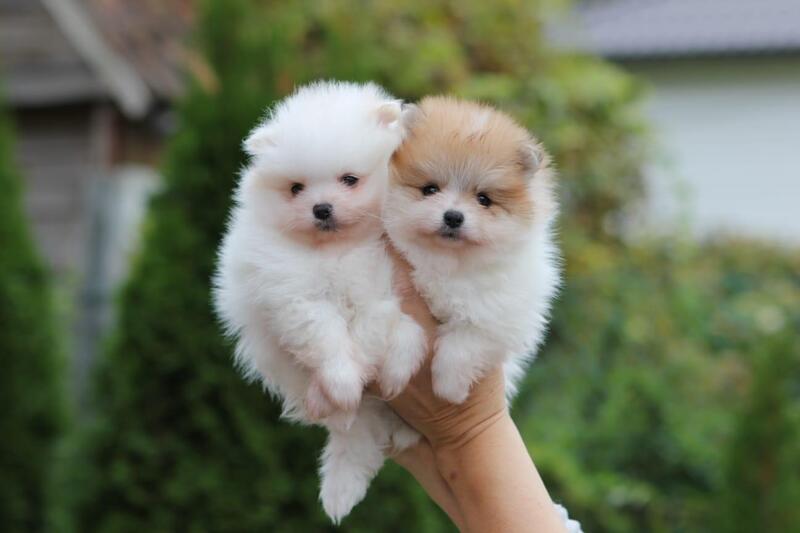 Boy & Girl Kc Pomeranians .. +447440524997