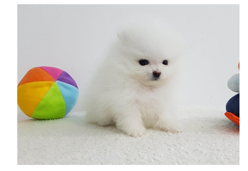 Amazing t-cup pomeranian puppies for sale