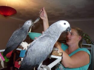 Adorable African Grey Parrots for Sale