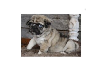 Beautiful Kc Registered Pug Puppies For Sale